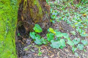 Plants trees flowers natural tropical jungle forest Ilha Grande Brazil. photo