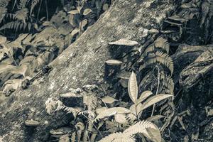 Moss mushrooms fungi lichens on tree natural tropical jungle Brazil. photo
