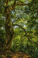 Big tree in natural tropical jungle forest Ilha Grande Brazil. photo