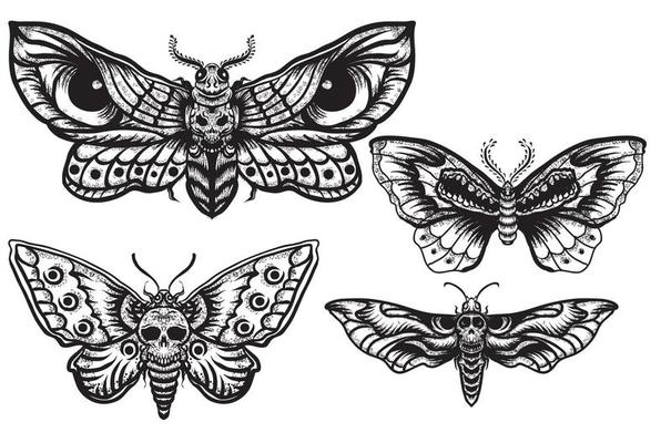 Moth Symbolism  Meaning Totem Spirit  Omens  World Birds