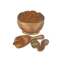 Pecan in bowl and scoop vector sketch.