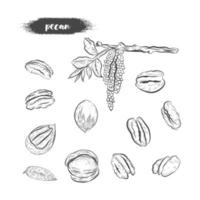 Pecan nut hand drawn vector sketch.