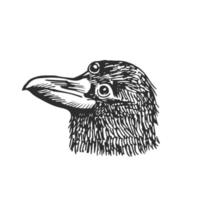 Three eyed raven head isolated on white background. vector