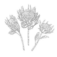 Three protea flowers on the long stems sketch. vector