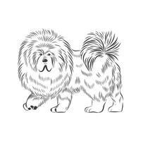 Tibetan mastiff dog breed isolated on white background. vector