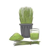 Wheat grass growing in pot vector. Glass of green raw juice. vector