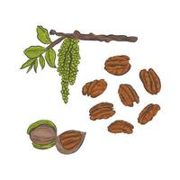 Pecan nut hand drawn vector sketch.