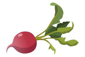 Realistic fresh radish on white background - Vector