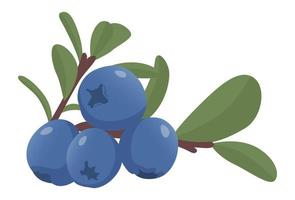 Realistic fresh blueberries on white background - Vector