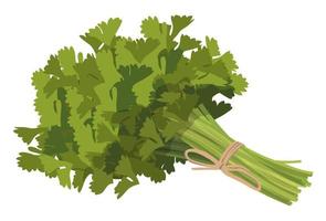 Realistic fresh parsley leaves on white background - Vector