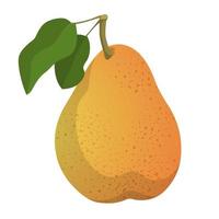 Realistic ripe fresh pear against white background - Vector