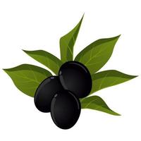 Aceitunas negras frescas maduras realistas sobre fondo blanco - vector