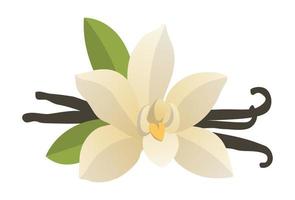 Realistic fresh vanilla leaves on white background - Vector