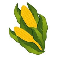 mazorcas de maíz realistas sobre un fondo blanco - vector