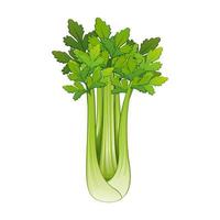 Realistic fresh ripe celery isolated on white background - Vector