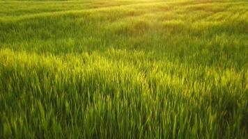 vista superior están creciendo grandes campos de arroz verde. los campos de arroz se ven cómodos y el clima es bueno. video