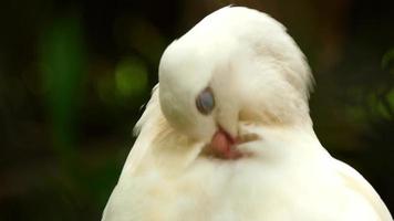 het lichaam van de vogel en de veren zijn wit. de mond van de vogel is roze en kijkt om zich heen. video