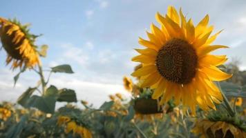 Field of Sunflowers With Sky. Ukraine sunny Day
