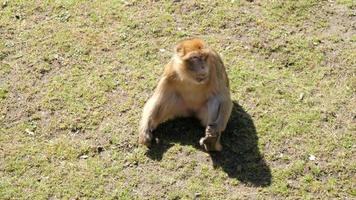 macaco, macaco patas, curiosidade, desconfiança e banho de sol video