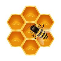 Bee and honeycomb in the shape of a hexagon vector