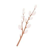 Willow twig. Spring Easter symbol. Branch with blooming pussy. vector