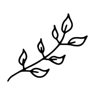 Branch with leaves drawn in the style of Doodle.Outline drawing by hand.Botanical illustration.Black and white image.Monochrome.Simple drawing.Vector