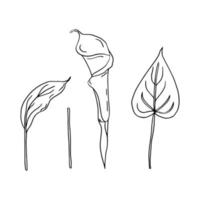 Calla set of contour drawings.Calla flower and leaves.Black and white image.Beautiful flowers.Flowers for the wedding.Vector vector