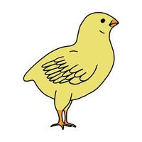 dibujo de líneas dibujadas a mano de pollo amarillo. dibujo de contorno.garabato.dibujo para las vacaciones de semana santa. pequeña casa de pollo.pájaro.vector