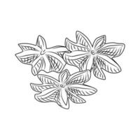 Hand drawn dry anise isolated on white background. vector