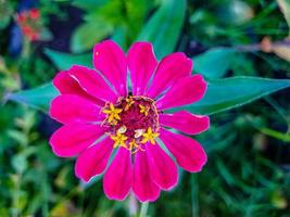 flor de margarita rosa de cerca en el jardín foto