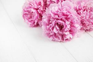 Pink peony flowers photo