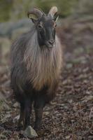 retrato de tahr del himalaya foto