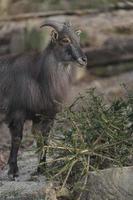 retrato de tahr del himalaya foto