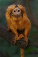 Golden lion tamarin photo