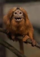 Golden lion tamarin photo