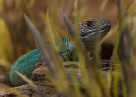 Timon pater in terrarium photo