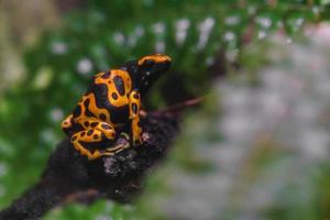 Yellow-banded poison dart frog photo