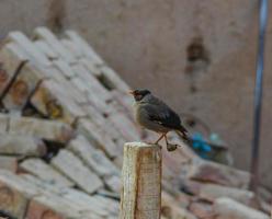 Close up of common myna against blurry background. Portrait of sitting common myna. A common myna or Indian myna. With selective focus on the subject. photo