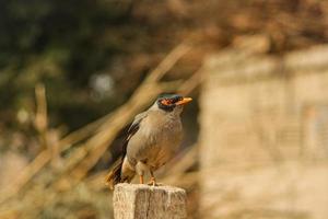 Close up of common myna against blurry background. Portrait of sitting common myna. A common myna or Indian myna. With selective focus on the subject. photo