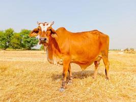 Close up of cow. Cows grazing Grass in Farm. Pakistani cows. Herd of cows at summer green field. Australian cow. Kandhari cow in farm. Milk giving animal.Dairy animal. With selective focus on Subject. photo