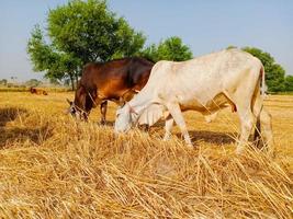 Close up of cow. Cows grazing Grass in Farm. Pakistani cows. Herd of cows at summer green field. Australian cow. Kandhari cow in farm. Milk giving animal.Dairy animal. With selective focus on Subject. photo