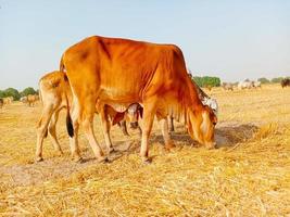 Close up of cow. Cows grazing Grass in Farm. Pakistani cows. Herd of cows at summer green field. Australian cow. Kandhari cow in farm. Milk giving animal.Dairy animal. With selective focus on Subject. photo