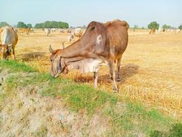 Close up of cow. Cows grazing Grass in Farm. Pakistani cows. Herd of cows at summer green field. Australian cow. Kandhari cow in farm. Milk giving animal.Dairy animal. With selective focus on Subject. photo