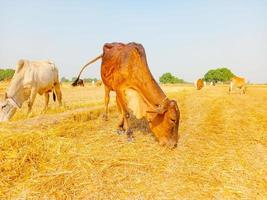 Close up of cow. Cows grazing Grass in Farm. Pakistani cows. Herd of cows at summer green field. Australian cow. Kandhari cow in farm. Milk giving animal.Dairy animal. With selective focus on Subject. photo