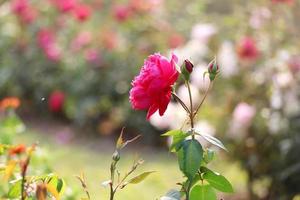 Red Rose Flower With Background photo