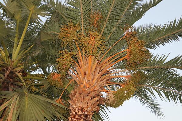 Date Palm Tree Stock Photos, Images and Backgrounds for Free Download
