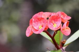 Rea Flower With Background photo