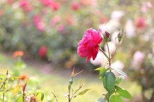 Rea Rose Flower With Background photo