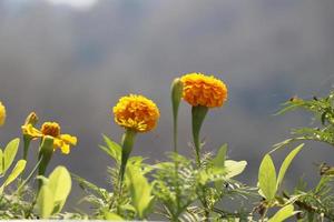 Marigold flower with green background photo