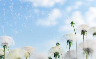 close-up of dandelions dropping seeds photo